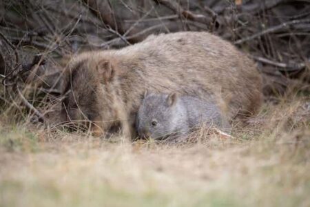 Yes, it’s a terrible idea to pick up or interfere with wild animals – especially baby wombats. Here’s why
